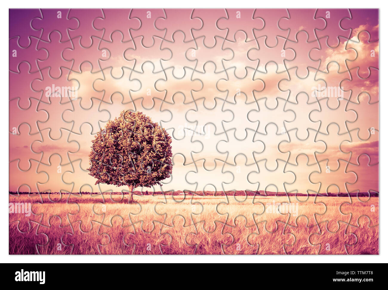 Isolierte Baum in einem Toskana wheatfield in Form von Puzzle - (Toskana - Italien-getonten Bild) Stockfoto