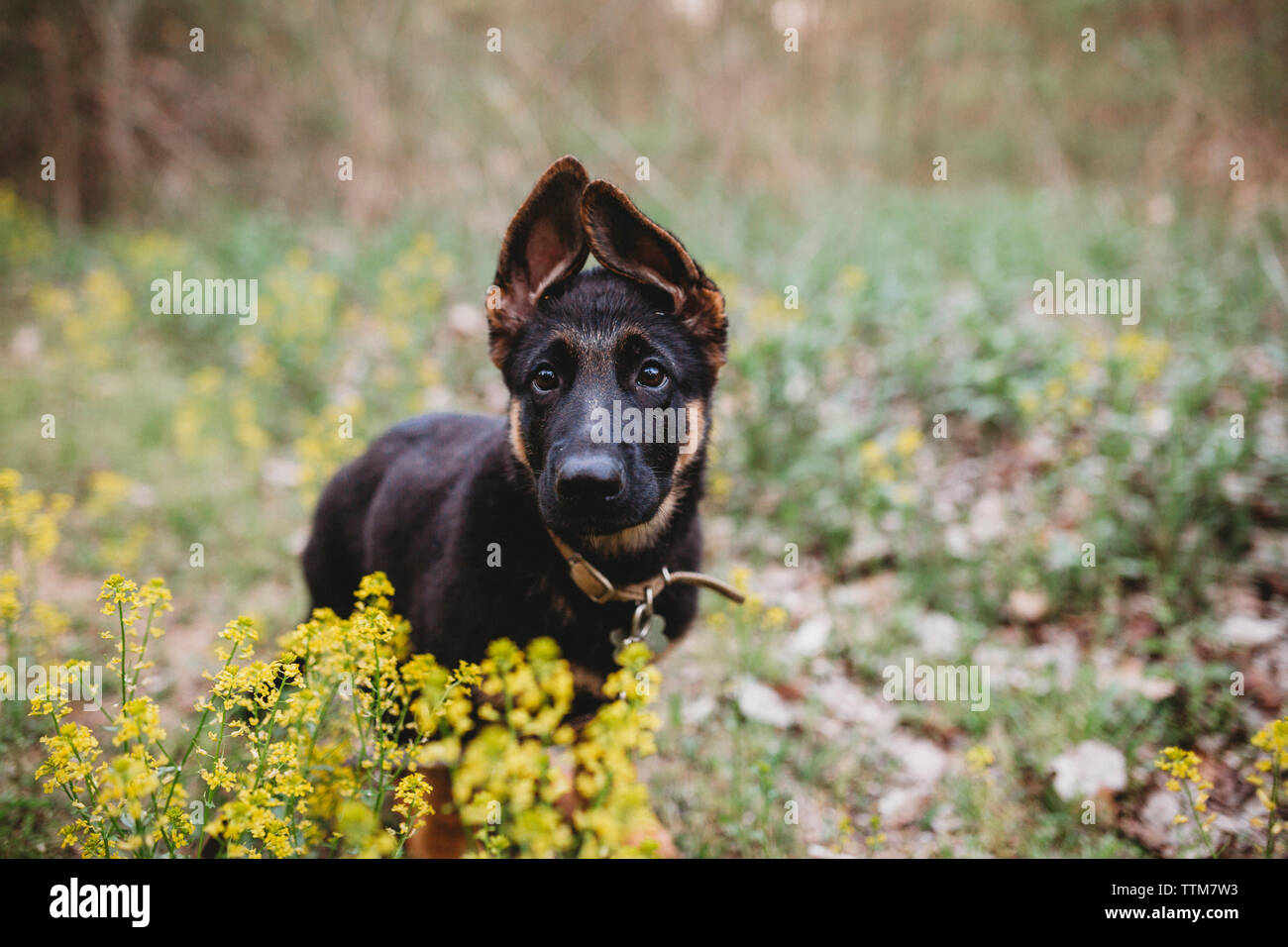 Portrait von Black Dog steht man inmitten Pflanzen im Park Stockfoto