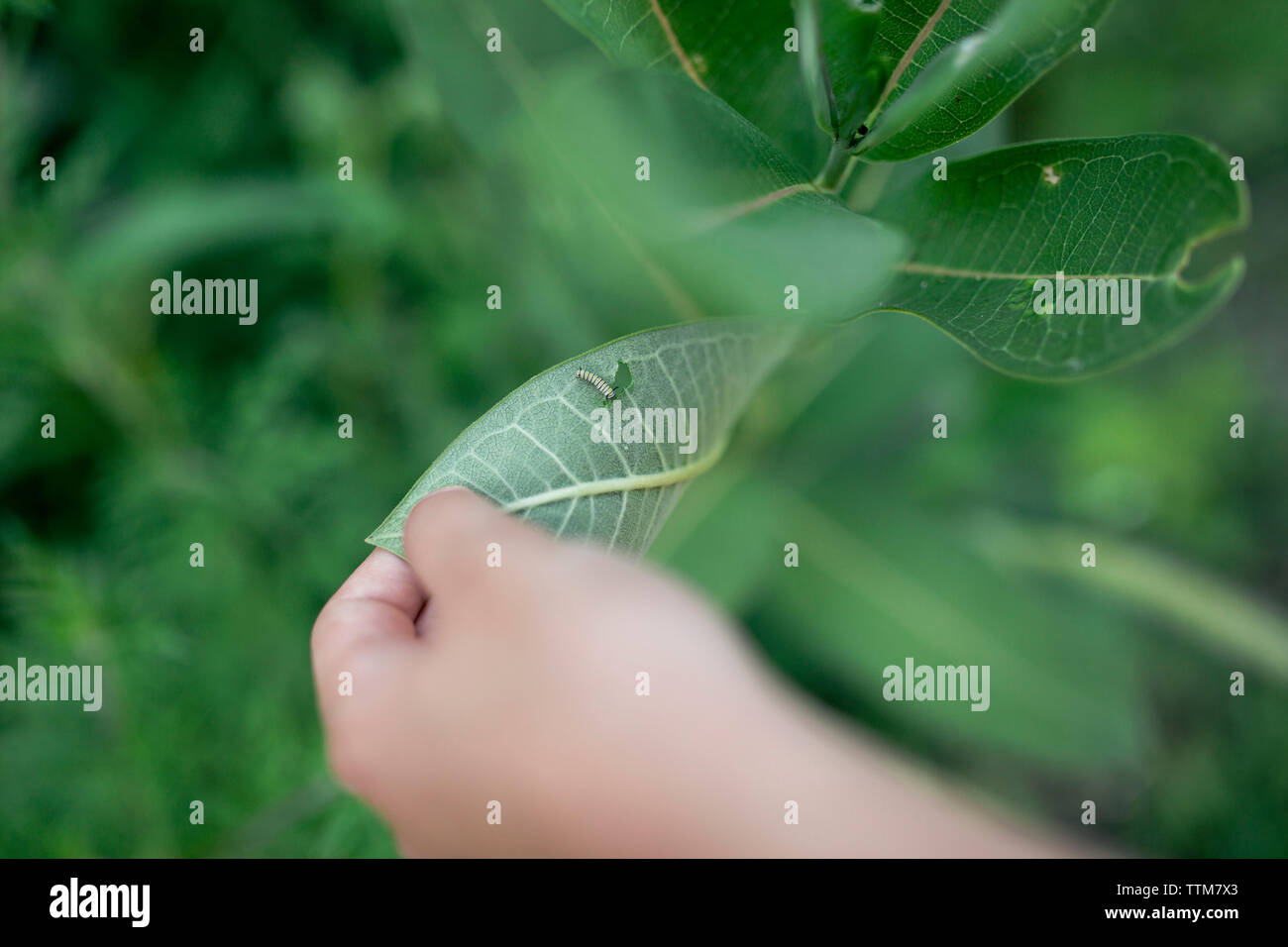 7/8 Hand der Boy holding Blatt mit Caterpillar im Hinterhof Stockfoto