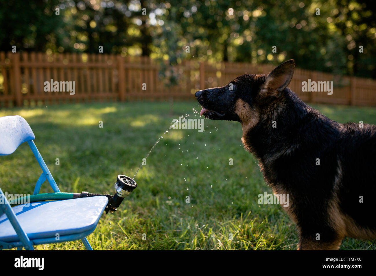 Seitenansicht des Deutschen Schäferhund Trinkwasser aus Gartenschlauch auf  der Wiese im Hinterhof Stockfotografie - Alamy