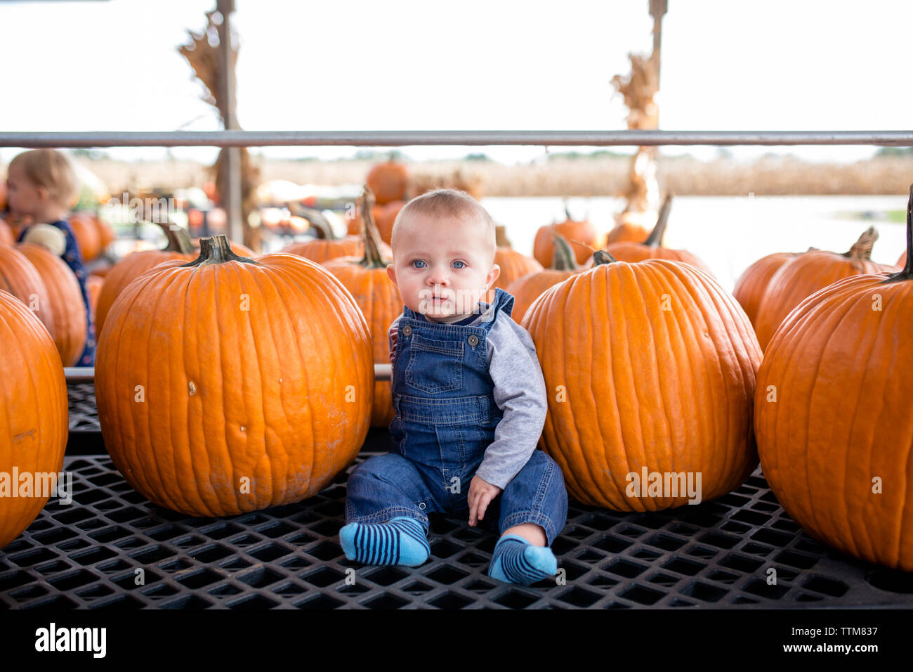 Baby Boy sitzen unter hellen Kürbisse im Regal Stockfoto