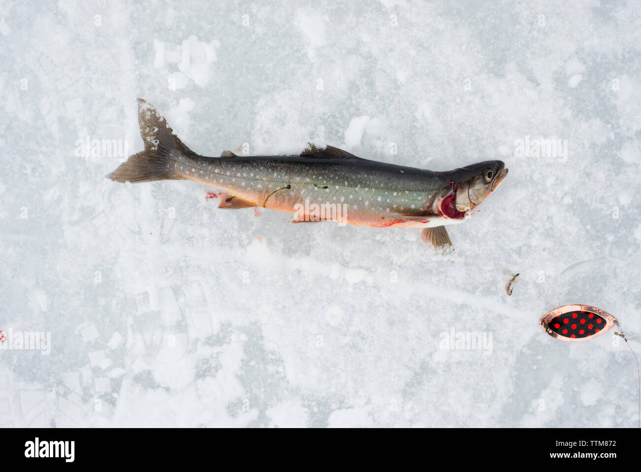 Ansicht von oben erwischt Arctic char im Schnee am Abisko Nationalpark Stockfoto