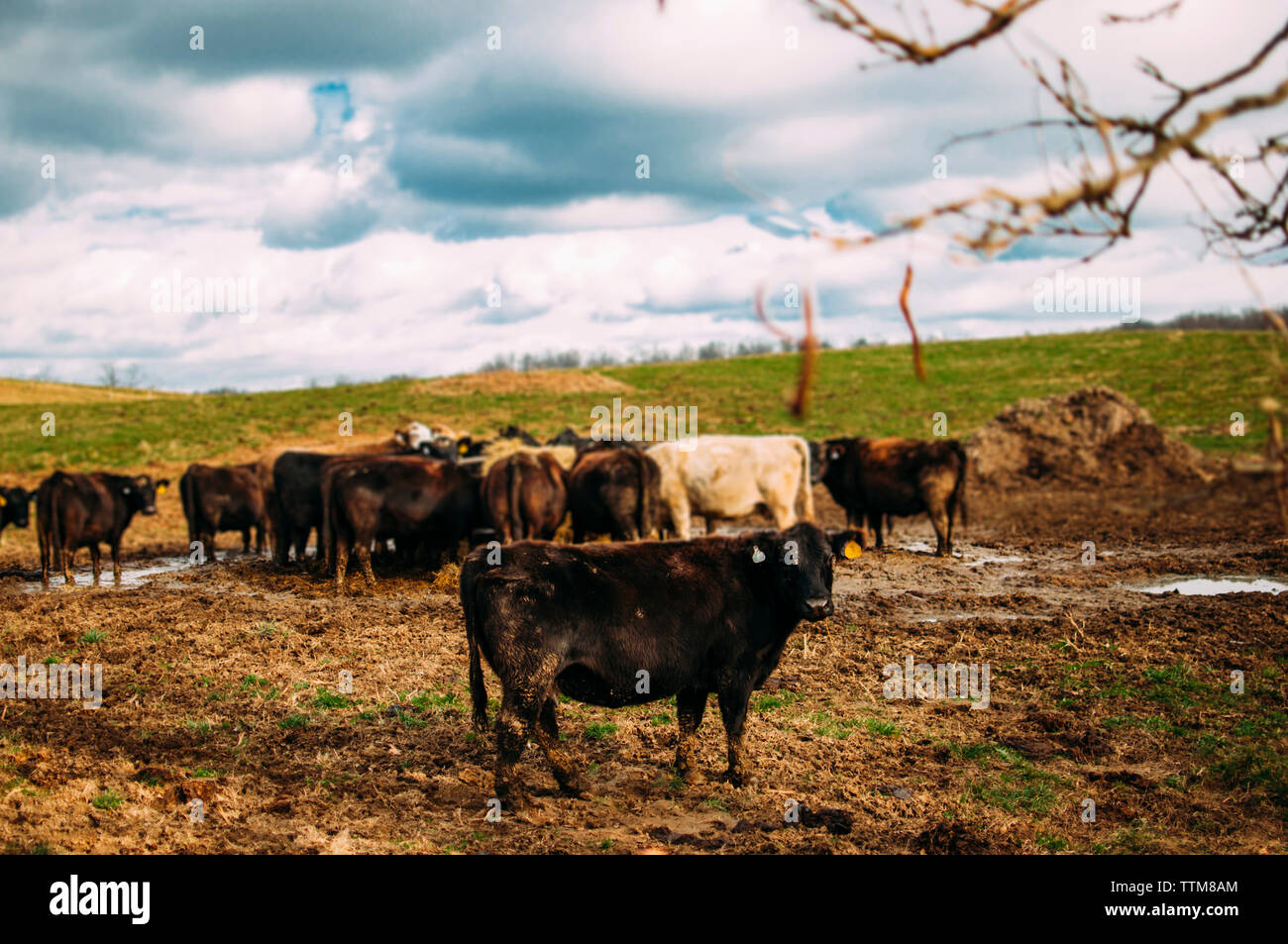 Kühe grasen auf der Farm gegen bewölkter Himmel Stockfoto