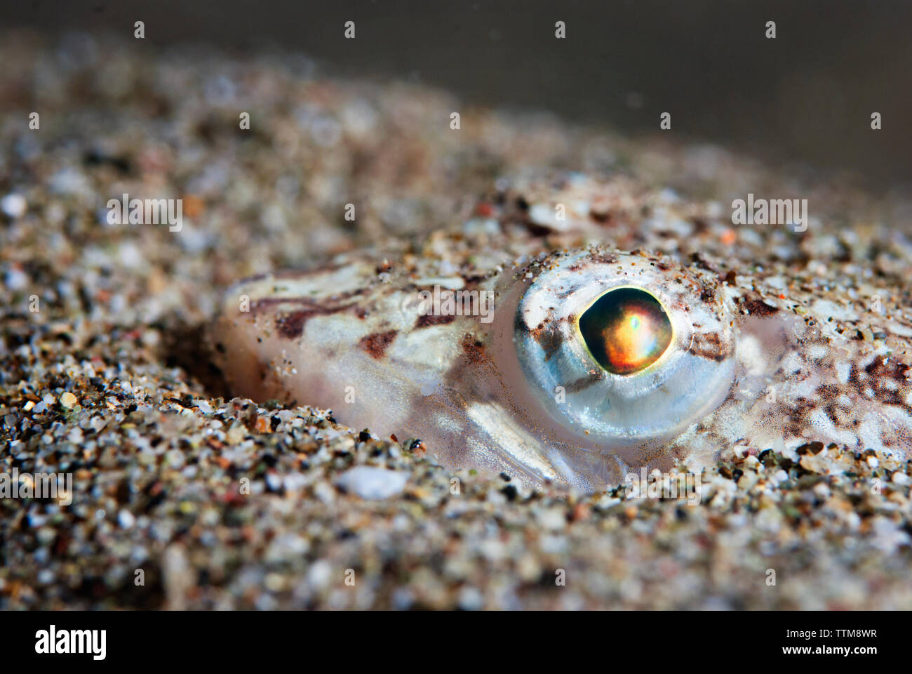 Eidechse Fische verstecken sich in Kieselsteine im Mittelmeer Stockfoto