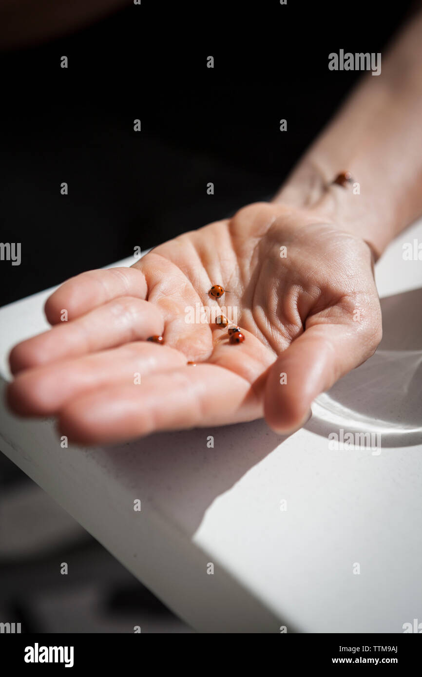 4 rote Marienkäfer an Hand eines Mädchens Stockfoto