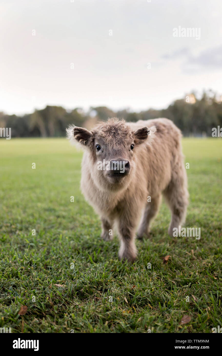 Portrait von Kalb, stehend auf Wiese gegen Sky Stockfoto