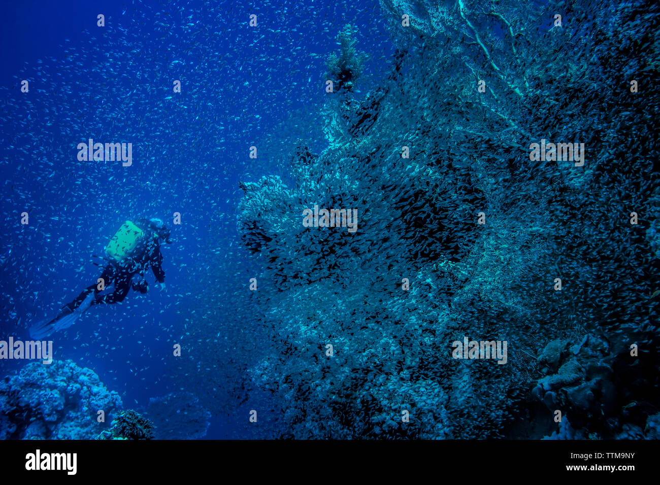 Scuba Diver Erkundung reef Stockfoto