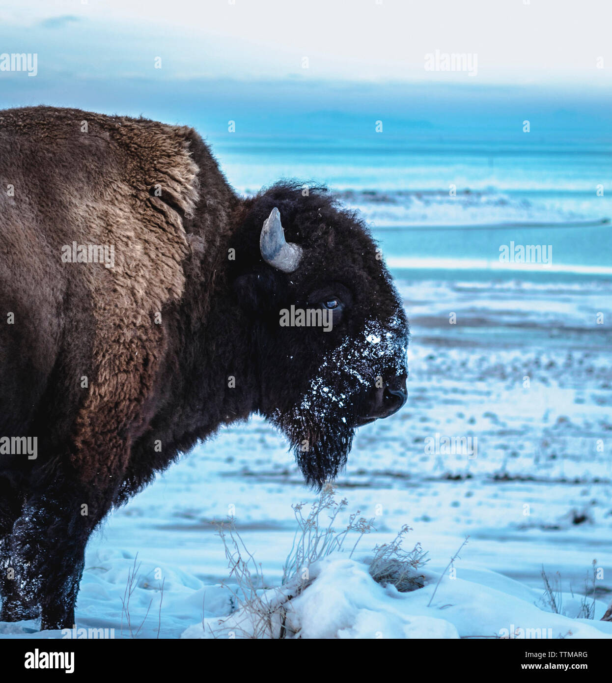 Seitenansicht des Amerikanischen Bisons auf schneebedeckten Feld Stockfoto