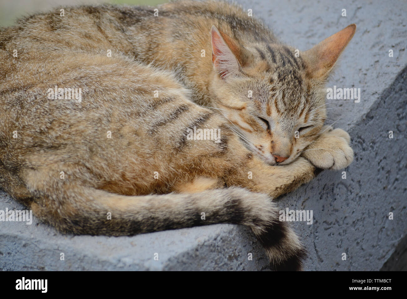 Hauskatze schlafen auf Beton Zaun Stockfoto