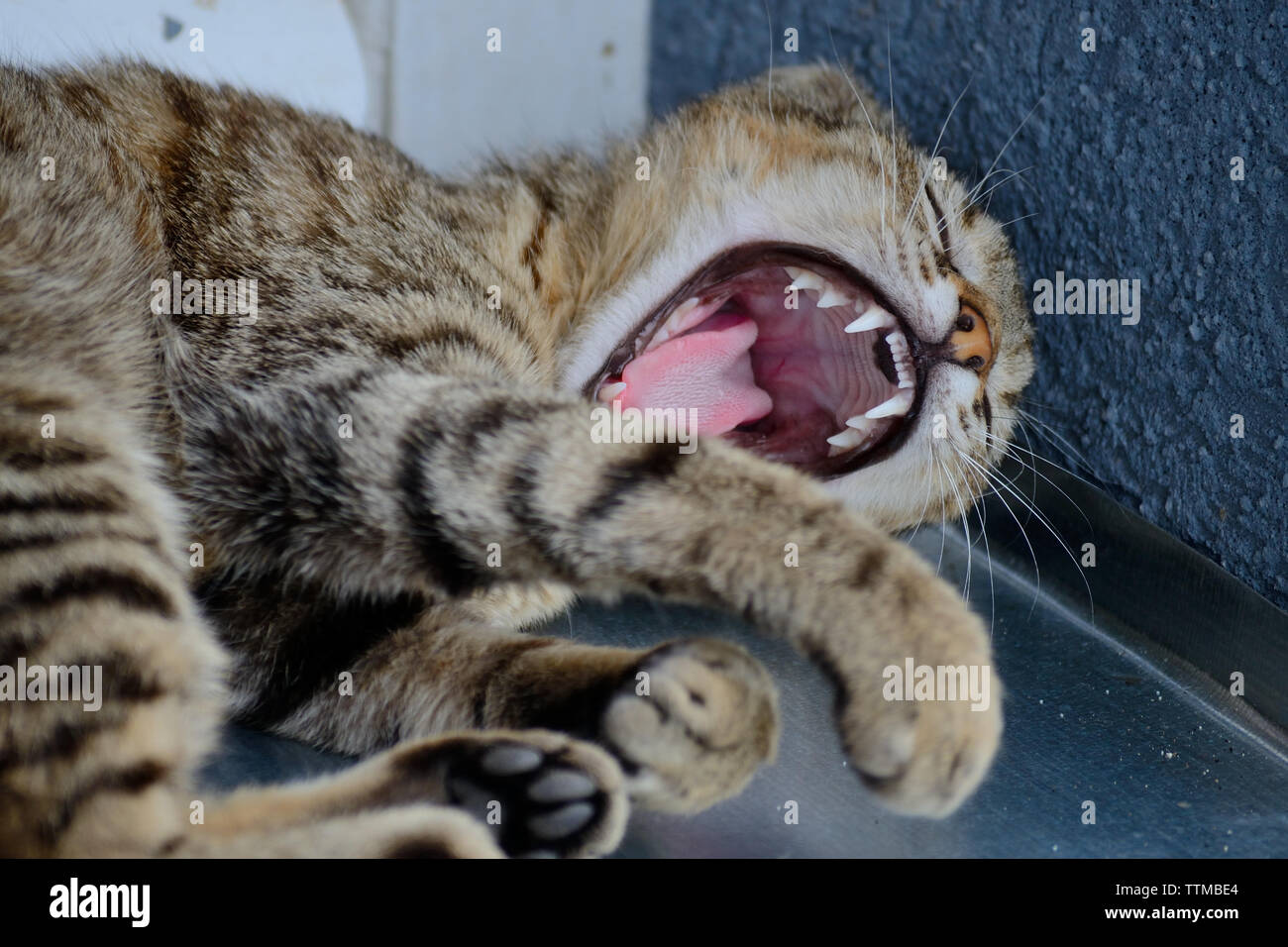 Hauskatze schläft auf Fensterbank und Gähnen, Felis catus Stockfoto