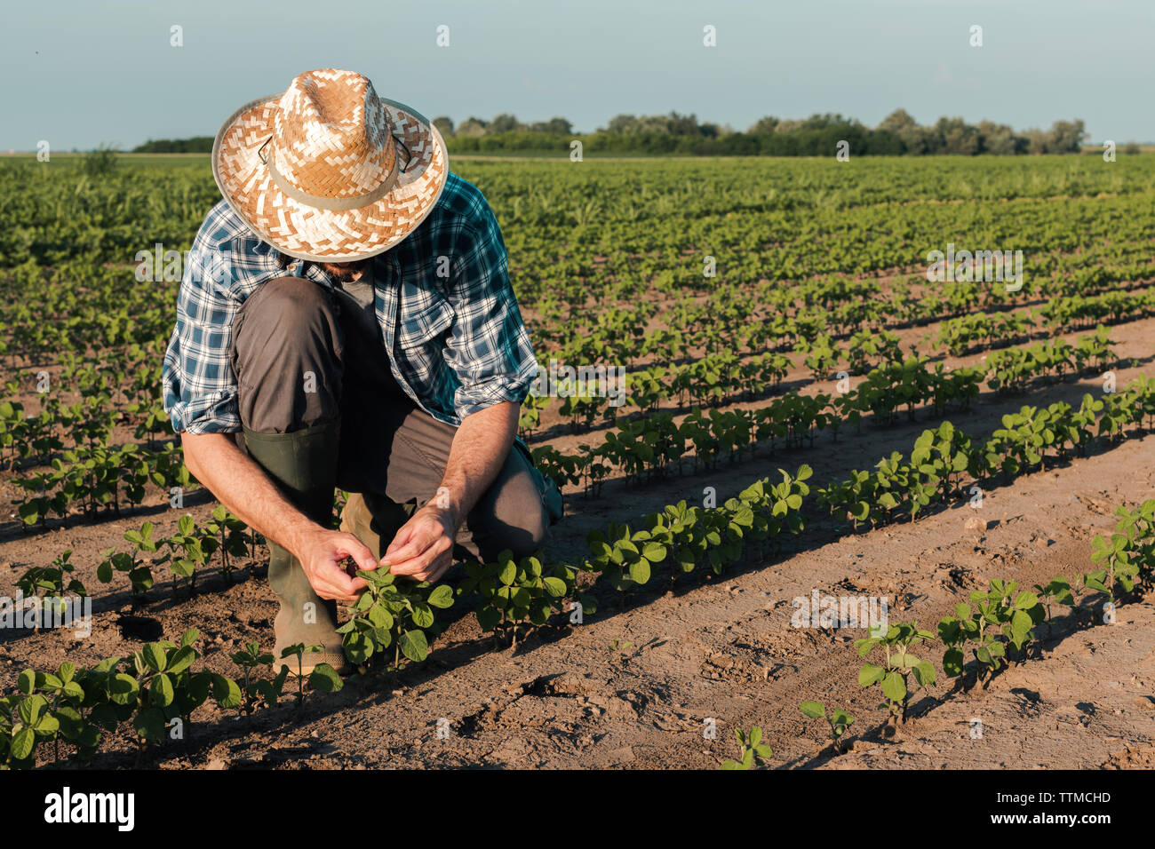 Bauern arbeiten auf sojabohne Plantage, Prüfung der Kulturen Entwicklung in frühen Entwicklungsstadien, die ökologische Landwirtschaft von Soja Pflanzen. Stockfoto