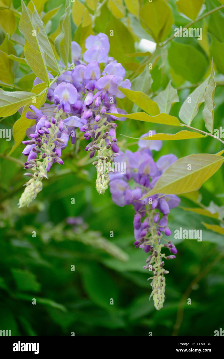 Wisteria sinensis Blumen in voller Blüte. Blüte blau Regen. Stockfoto