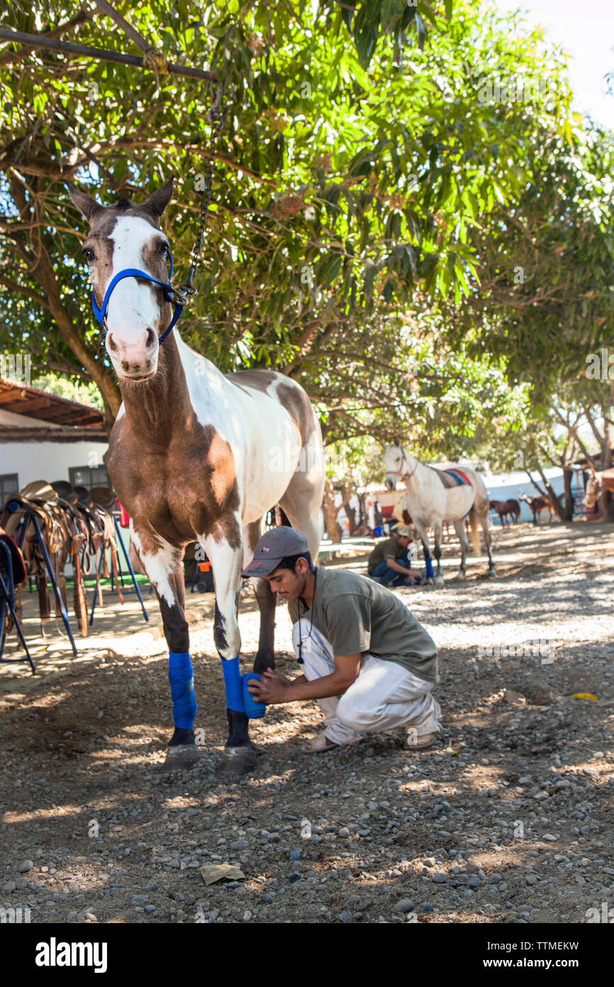 Mexiko, San Pancho, San Francisco, La Patrona Polo Club, ein junger Mann bereitet die Pferde für den Nachmittag Gleichen Stockfoto