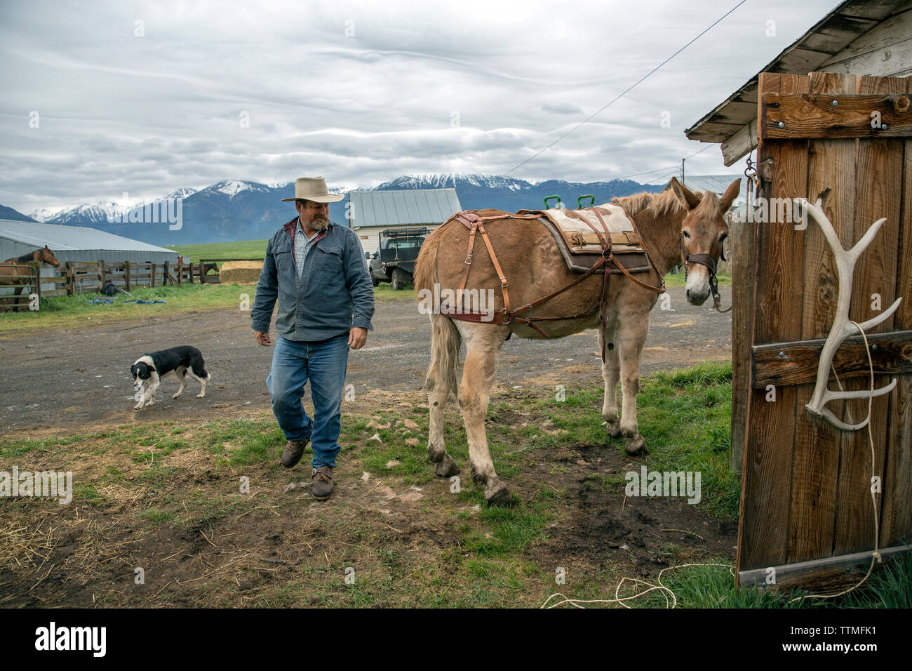 USA, Oregon, Enterprise, Cowboy und Rancher Todd Nash setzt das pack Sattel auf sein maultier am Snyder Ranch der Almabtrieb im Nordosten Oregon Stockfoto