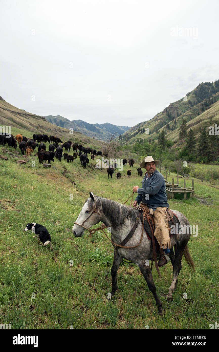 USA, Oregon, Joseph, Cowboy Todd Nash bewegt seine Rinder aus dem wilden Pferd Entwässerung nach unten auf dem Boden des Canyons von Big Sheep Creek Stockfoto