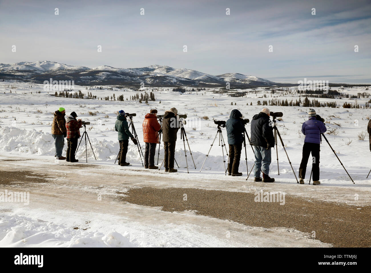 USA, Wyoming, Yellowstone National Park, Wolf - Beobachter Line Up auf der Seite von Blacktail Plateau fahren Sie ein Stück zu sehen, Blacktail Rotwild Plateau Stockfoto