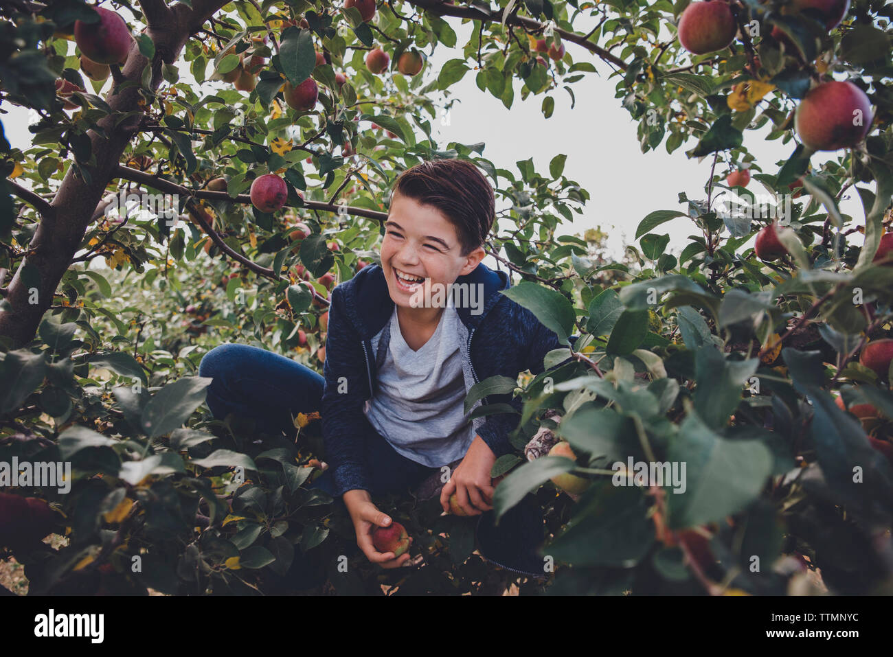 Fröhliche Junge sitzt auf apple tree im Orchard Stockfoto