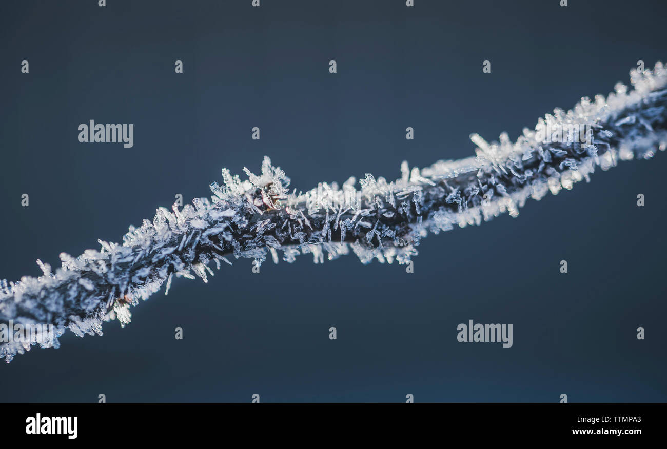 Close-up von gefrorenen Anlage vor Stockfoto