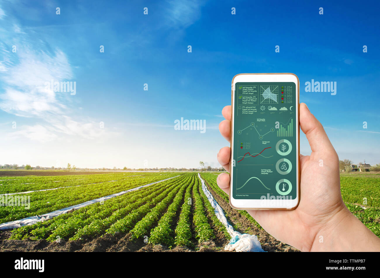 Eine Hand hält ein Smartphone mit Infografiken auf dem Hintergrund einer Kartoffel Plantage Feld. Anwendung von innovativen Informationstechnologien fo Stockfoto