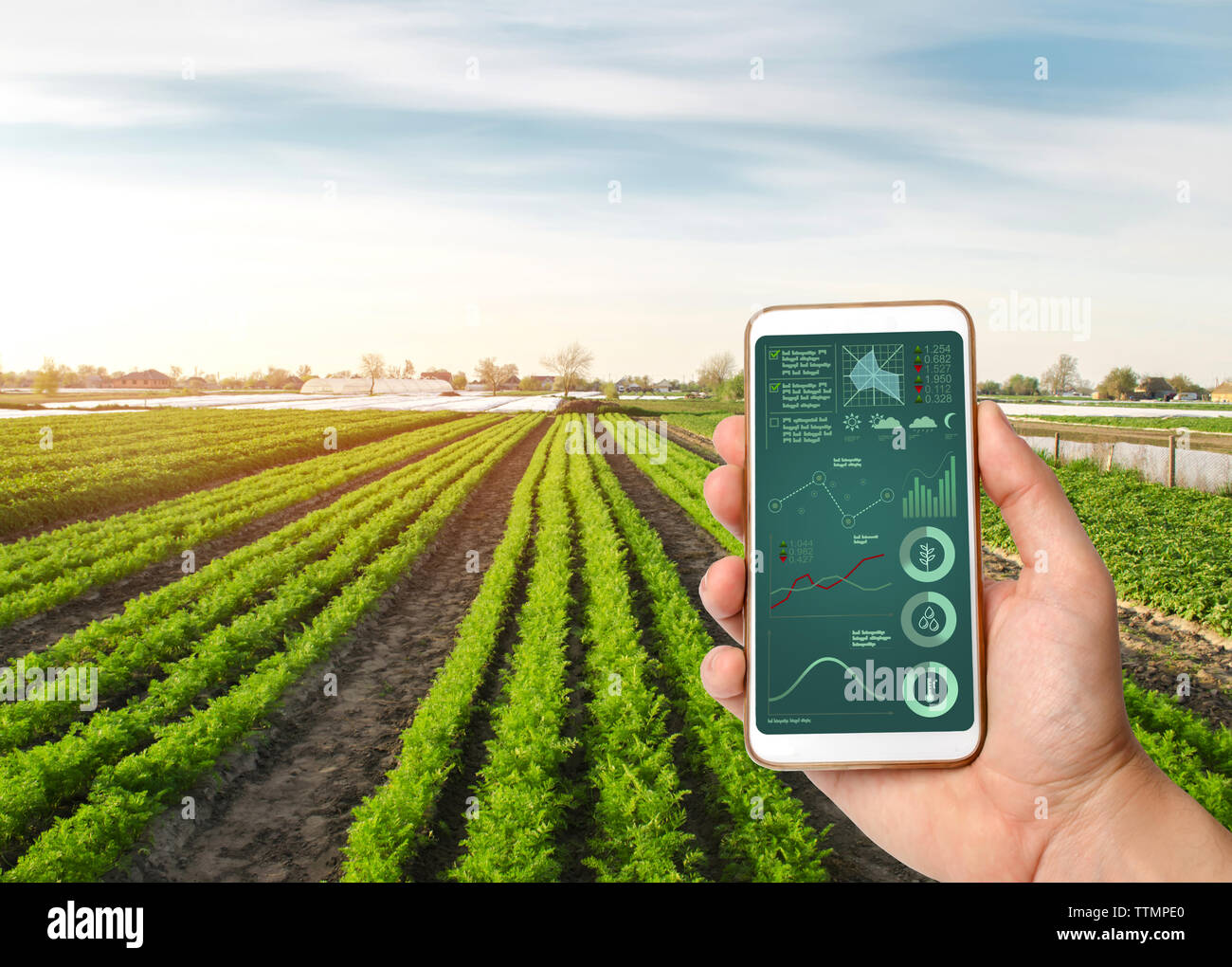 Eine Hand hält ein Smartphone mit Infografiken auf dem Hintergrund einer Karotte Plantage. Bio Gemüse. Landwirtschaft. Landwirtschaft. innovative Techno Stockfoto