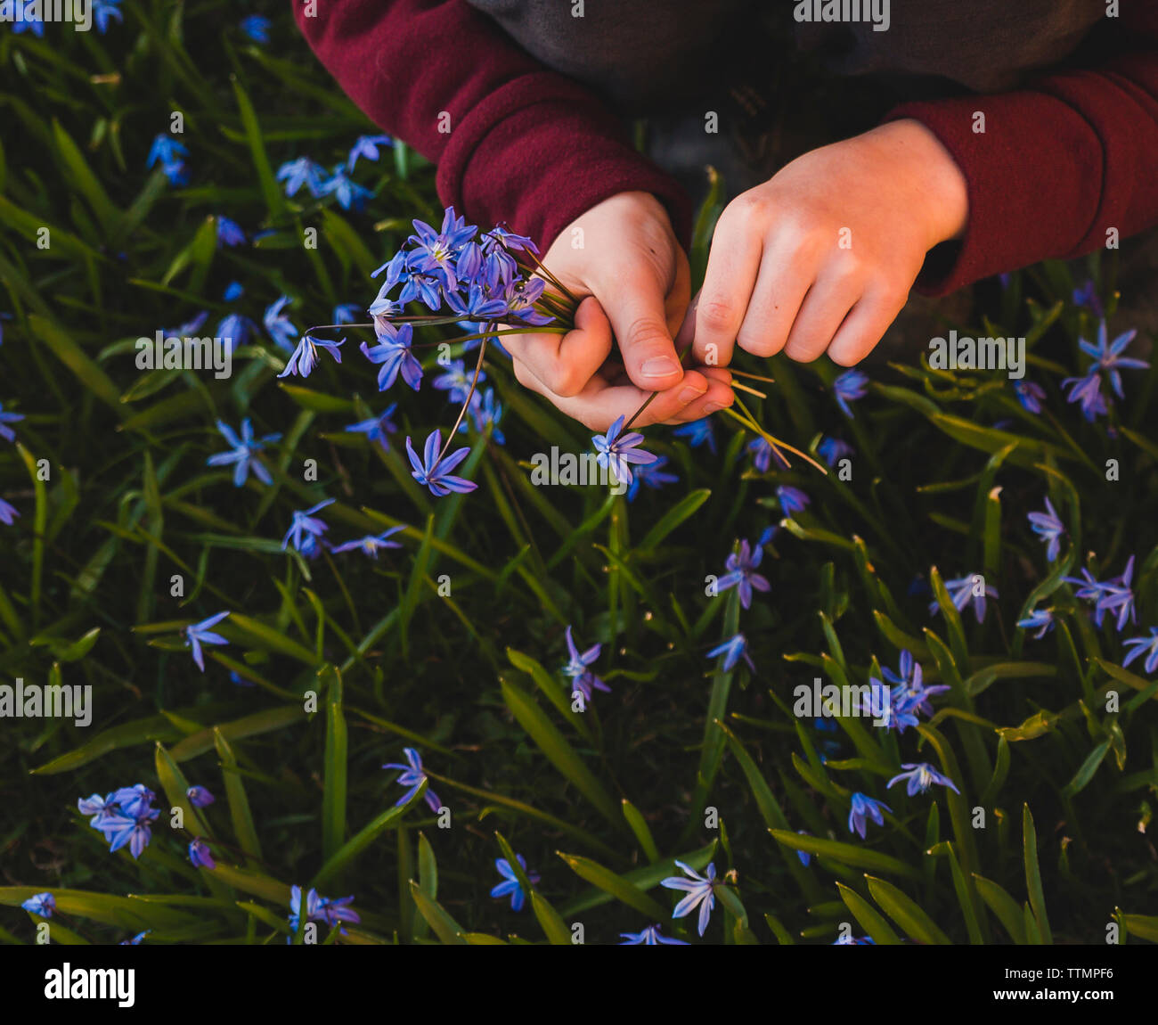 Untere Partie der junge Blumen pflücken während kauert auf dem Feld im Park Stockfoto