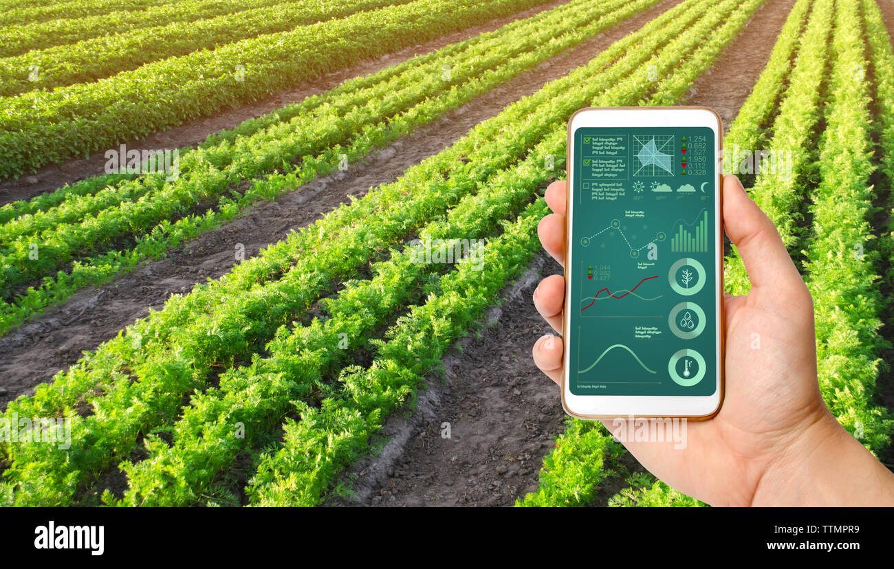 Eine Hand hält ein Smartphone mit Infografiken auf dem Hintergrund einer Karotte Plantage. Landwirtschaft. innovative Technologien, Daten Analyse auf Pla Stockfoto