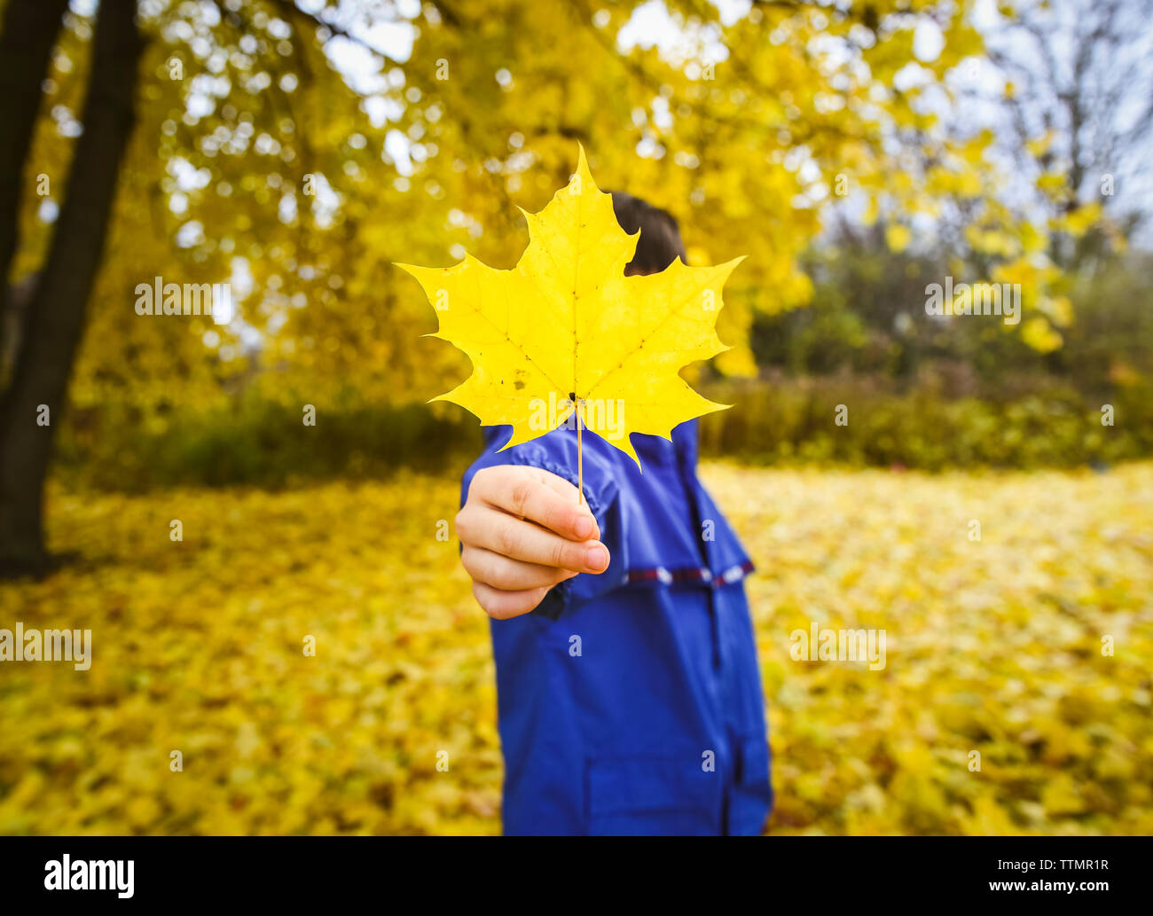 Kind holding Gelb Herbst Blatt heraus auf den ausgestreckten Arm in Park Stockfoto