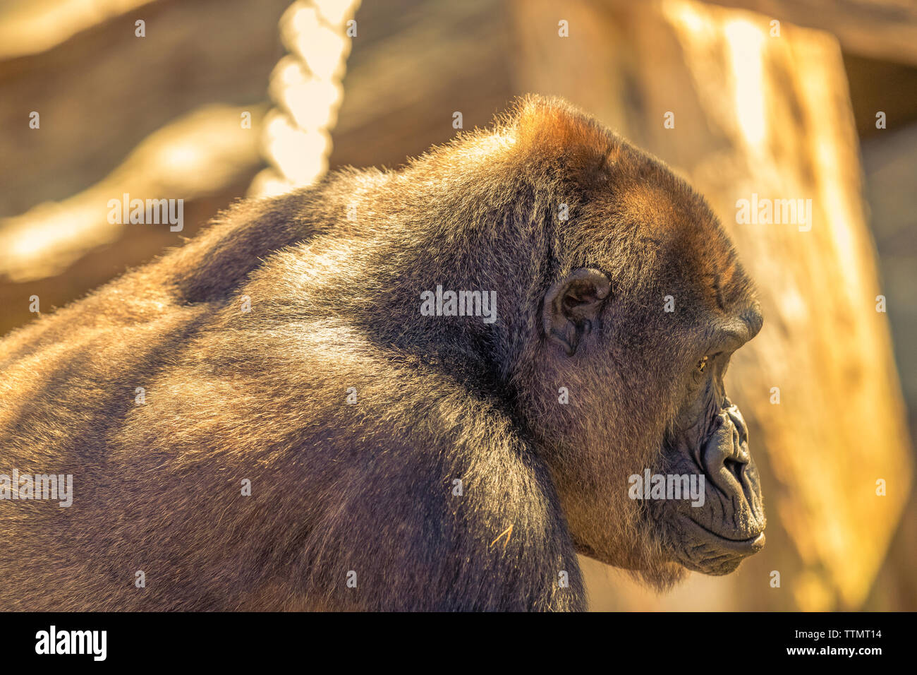 Gorilla in der Sonne. Stockfoto