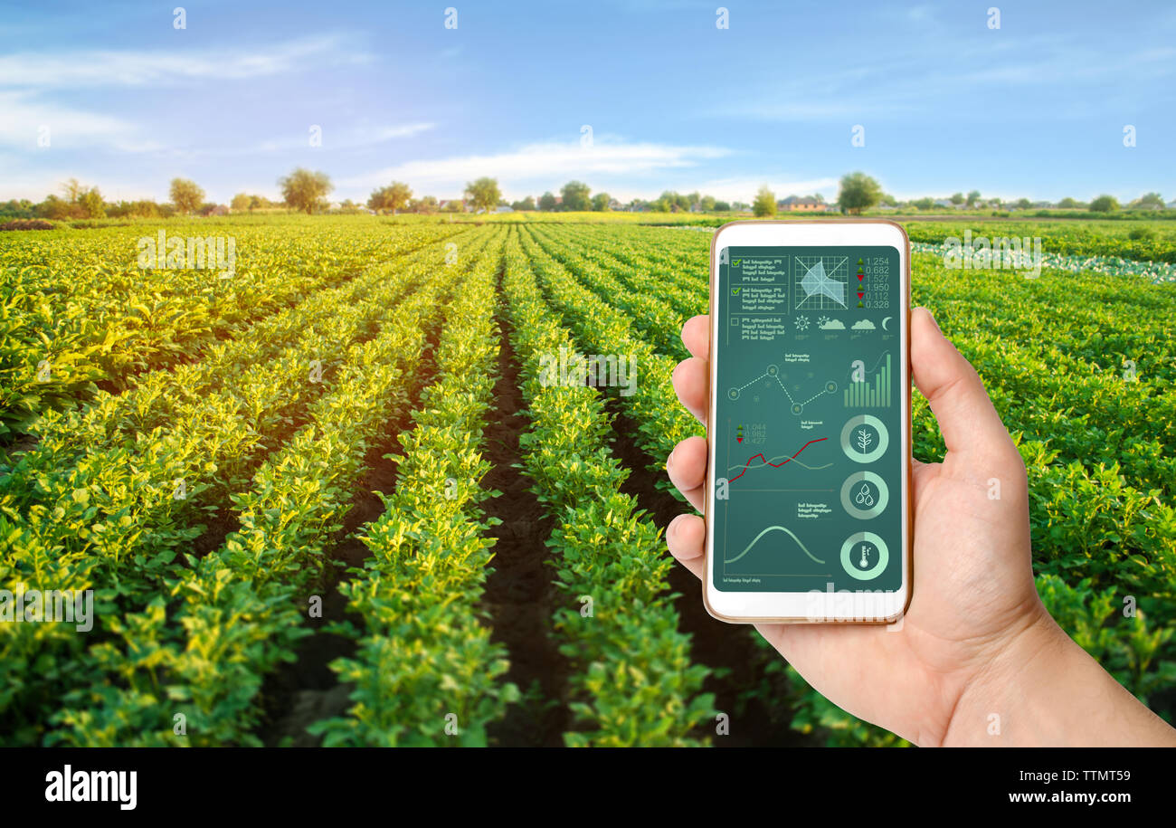 Eine Hand hält ein Smartphone mit Infografiken auf dem Hintergrund einer Kartoffel Plantage. innovative Technologien für die Analyse von crop Status, Stockfoto