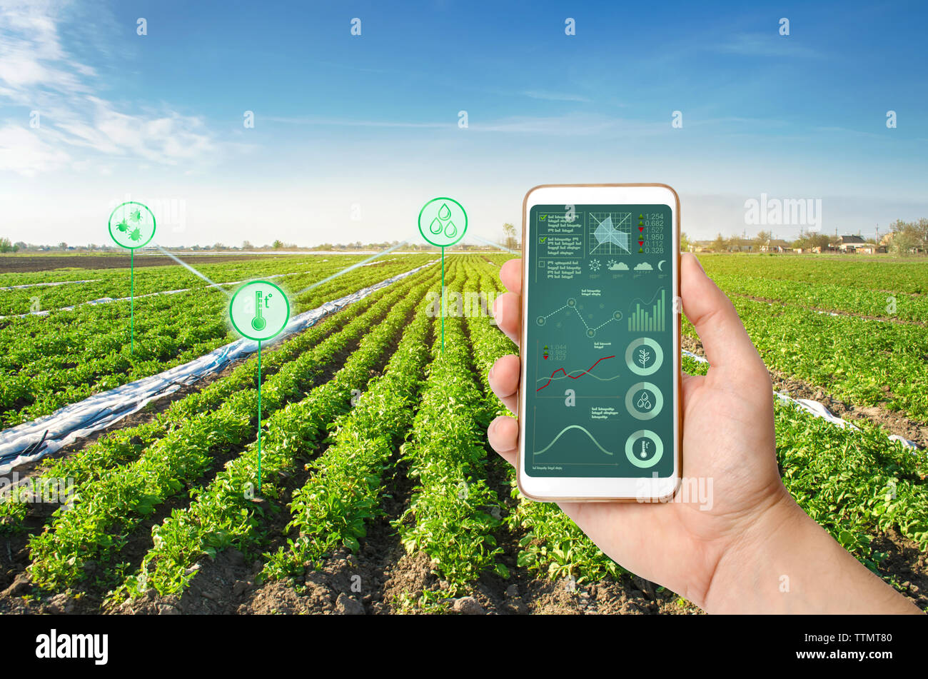 Eine Hand hält ein Smartphone mit Infografiken auf dem Hintergrund einer Kartoffel Plantage Feld. Erhöhte Effizienz und hoher Ertrag. Innovative techn Stockfoto