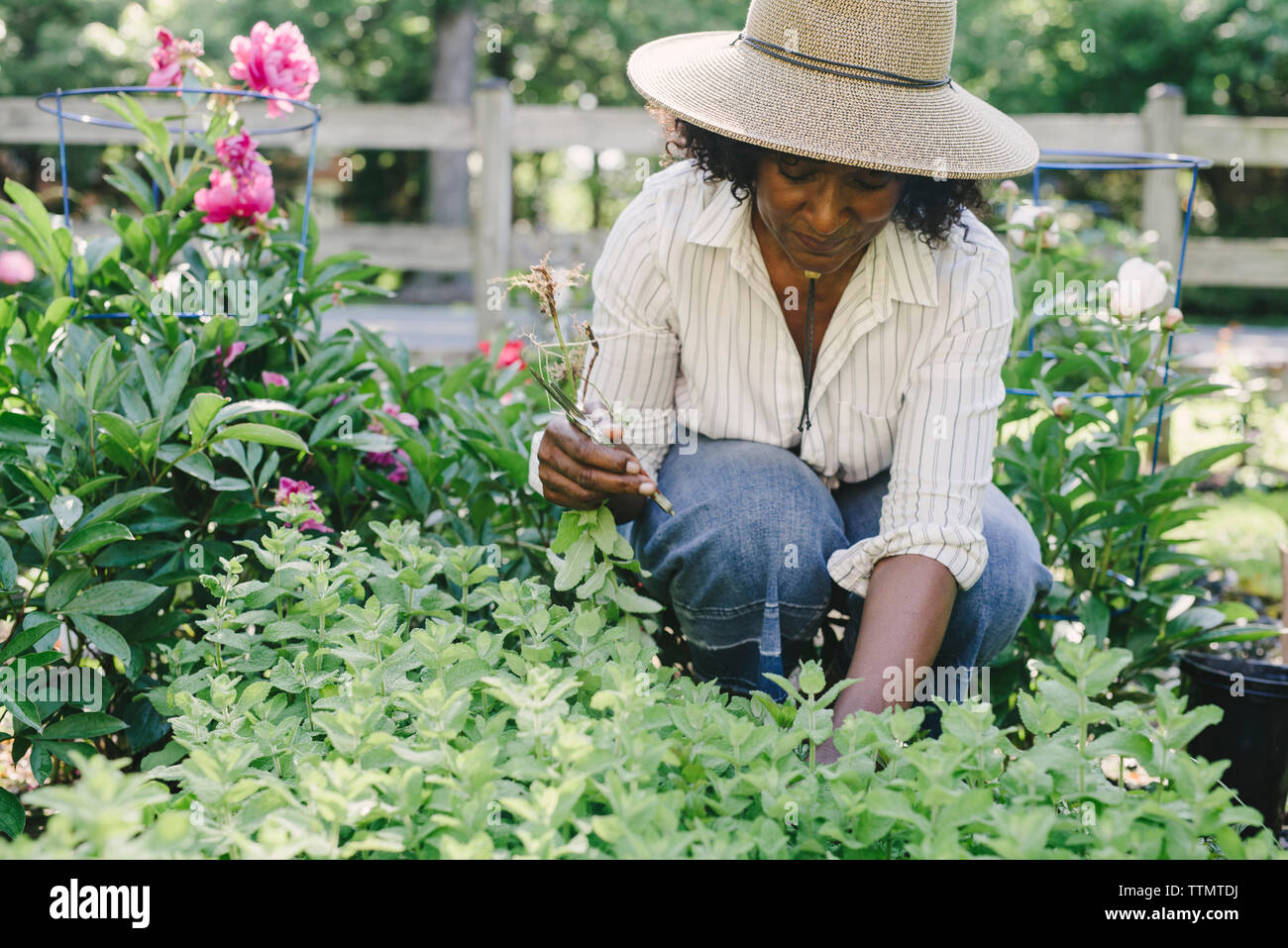 Reife Frau mit Baum-, Reb-, Gartenscheren, während Sie Pflanzen im Garten Stockfoto