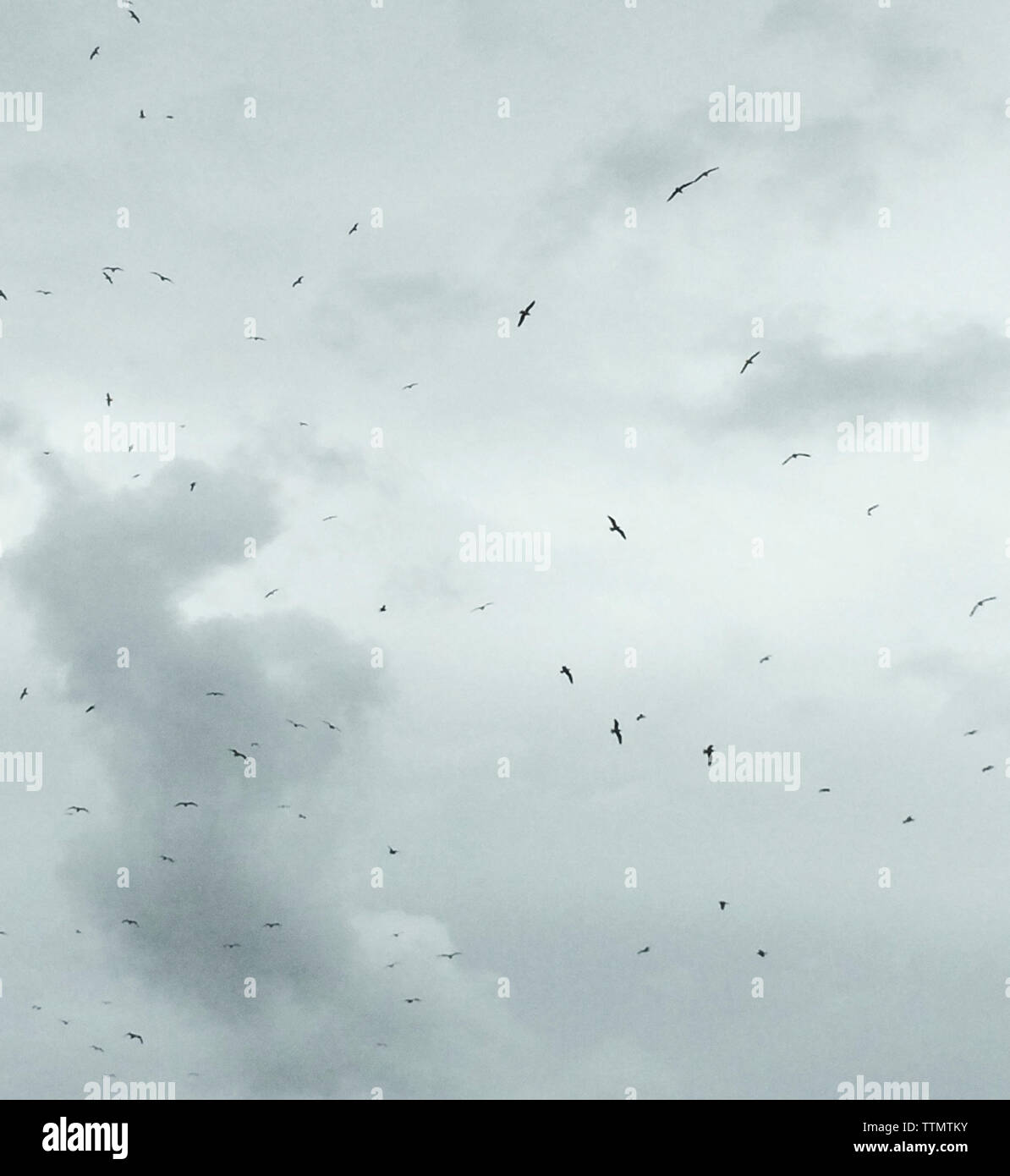 Schwarm Vögel fliegen in bewölkten Himmel Stockfoto