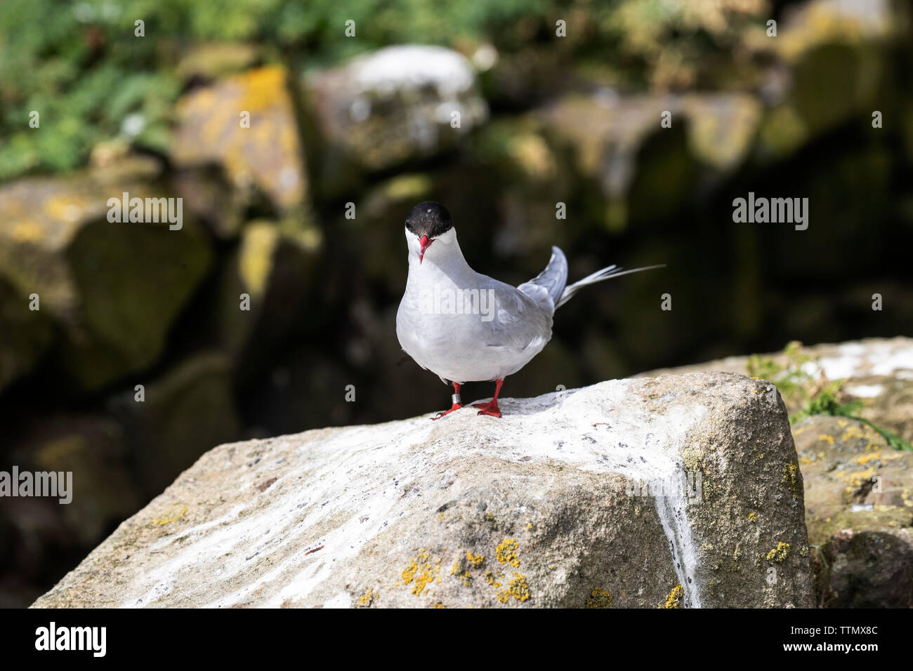 Küstenseeschwalbe auf Felsen Stockfoto