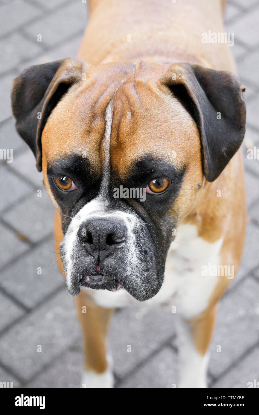 Alert erwachsene Frau Braun (Fawn) Boxer Hund stehend auf einem Ziegel Terrasse mit Kamera und Geradeaus schauen, Ohren, Stockfoto