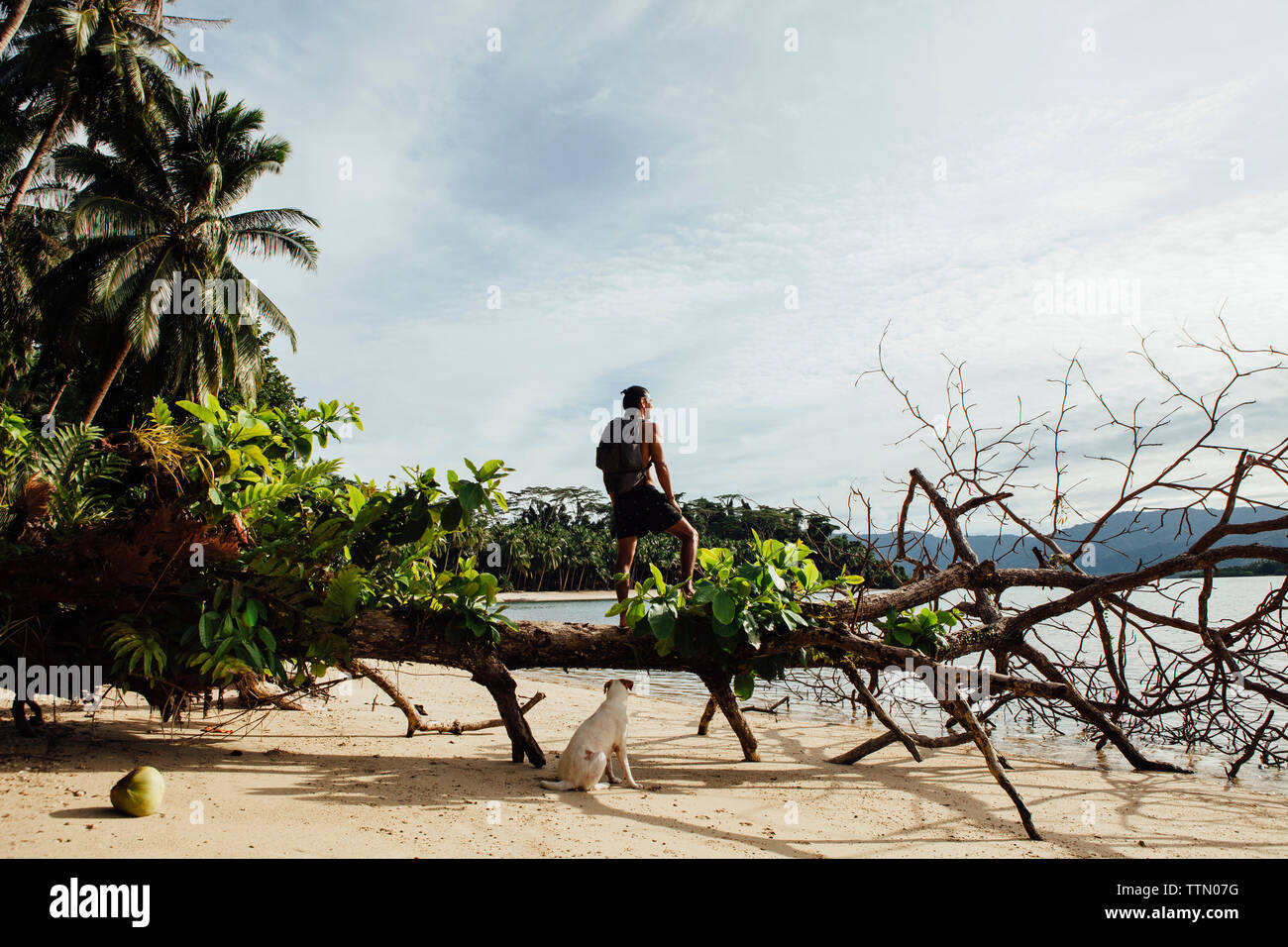 Wanderer mit Hund suchen in Aussicht beim Stehen auf umgefallene Baum gegen Sky Stockfoto