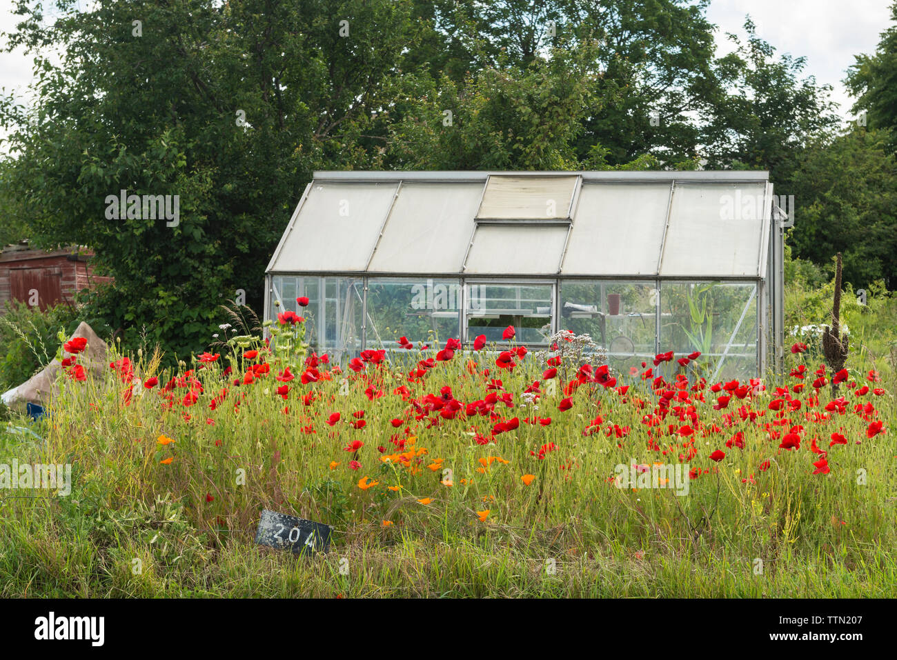 Mohn Blüte vor einem Gewächshaus auf eine Zuteilung in Oxford, Großbritannien Stockfoto