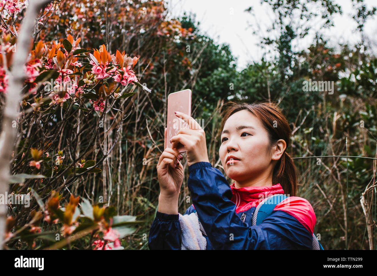 Weibliche Wanderer Blumen fotografieren mit Handy im Wald Stockfoto