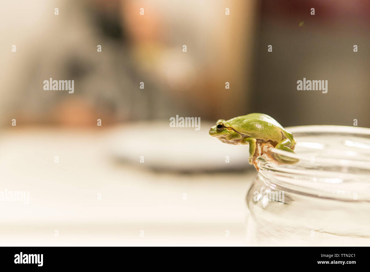 Nahaufnahme der Frosch auf jar-Sitzung Stockfoto