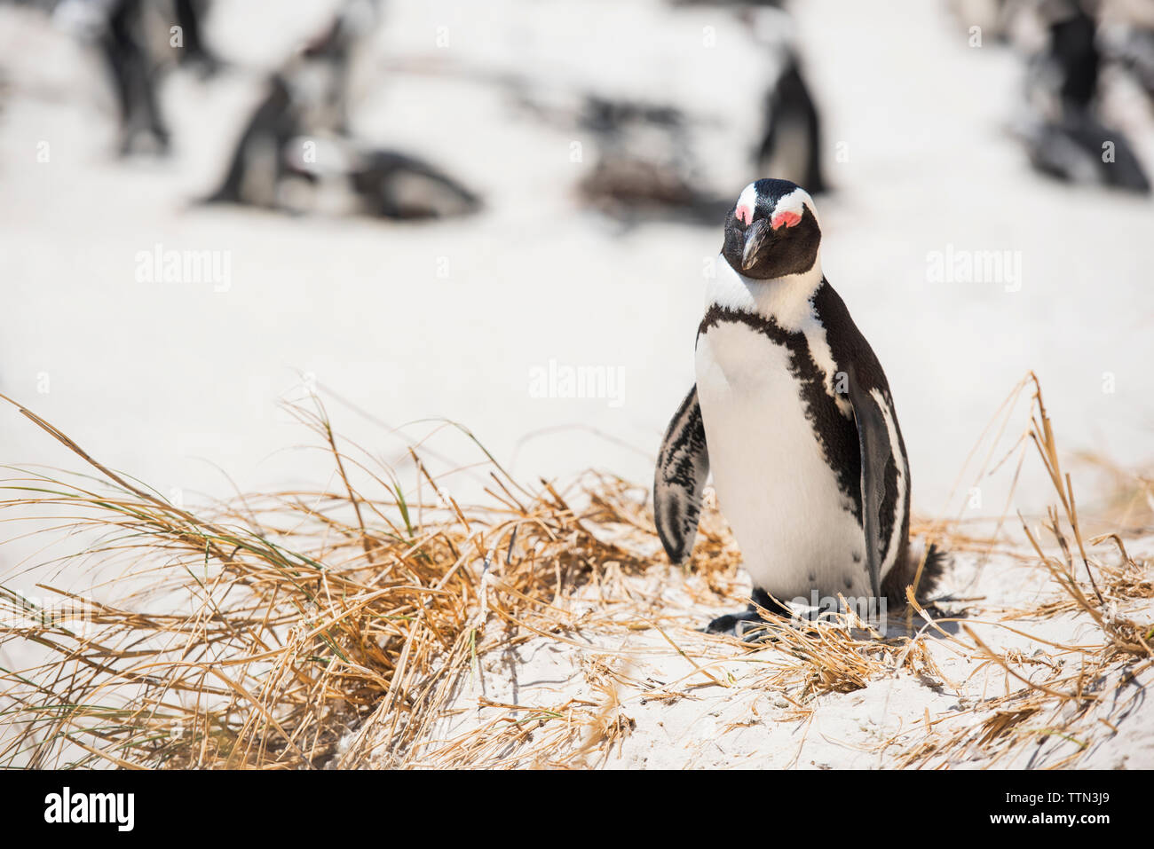 Magellanic penguin auf schneebedeckten Feld Stockfoto