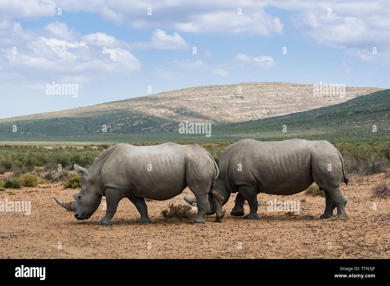 Seitenansicht der Nashörner auf nationaler Park Stockfoto