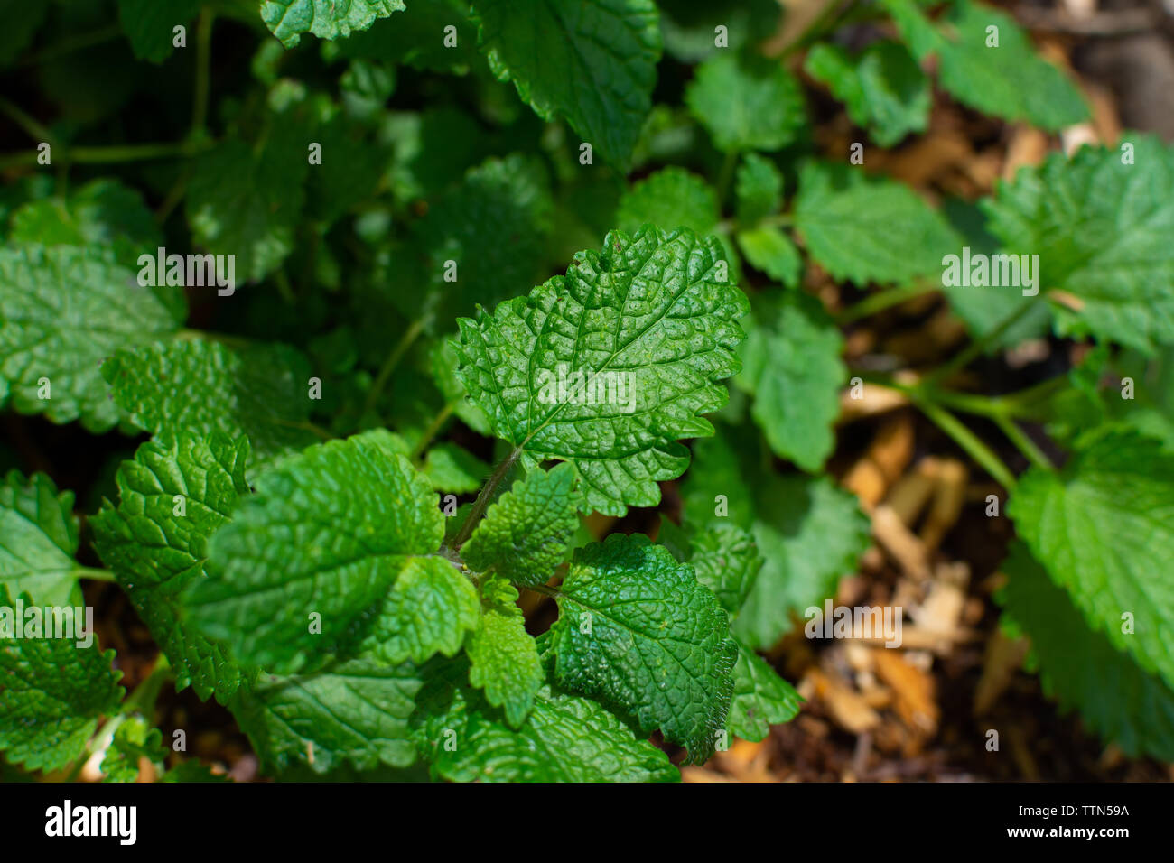 Erdbeerfleck wächst im Garten. Stockfoto