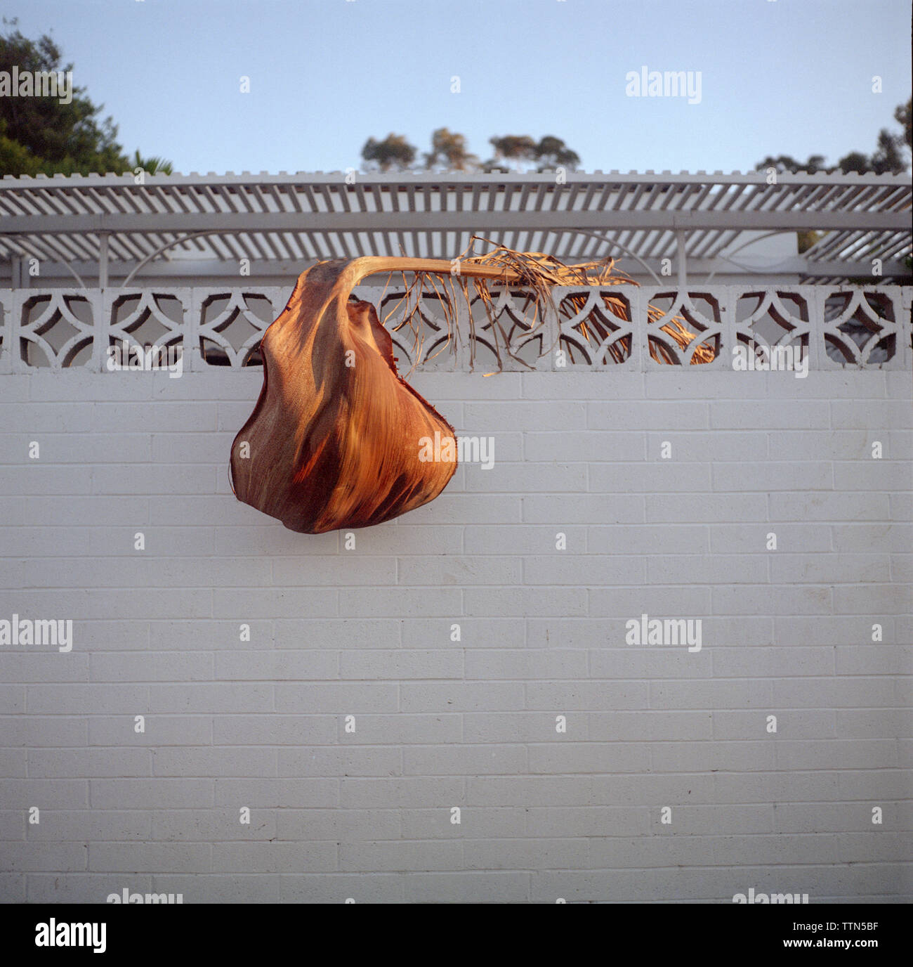 Trockene palm leaf auf umgebende Mauer Stockfoto