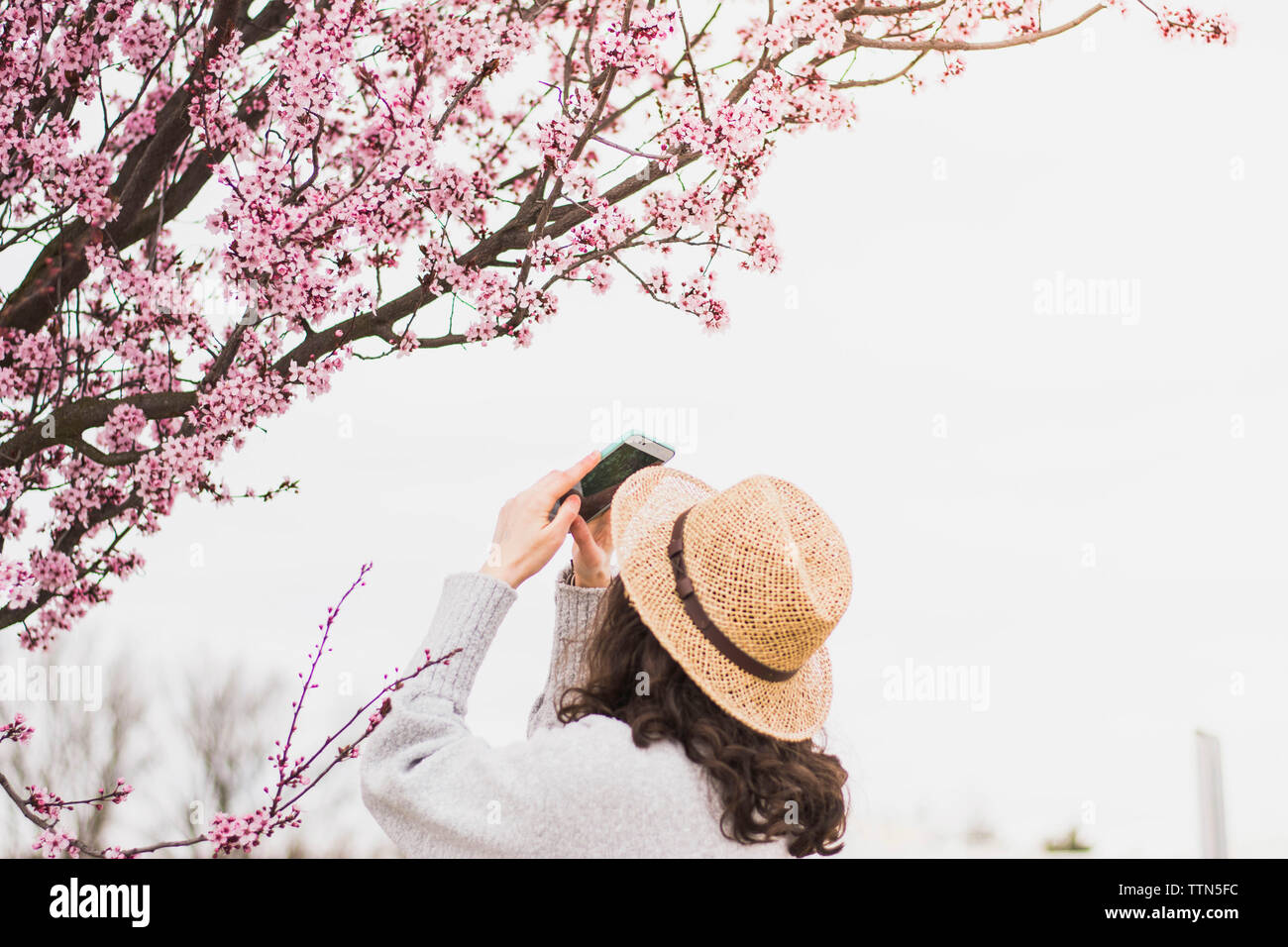 Junge Frau mit Hut fotografieren Kirschblüten mit Smart Phone im Park Stockfoto