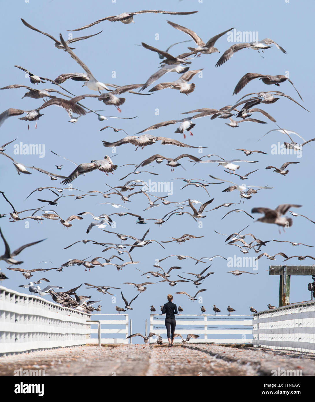 Schwarm Vögel über Frau auf Pier gegen Himmel fliegen Stockfoto