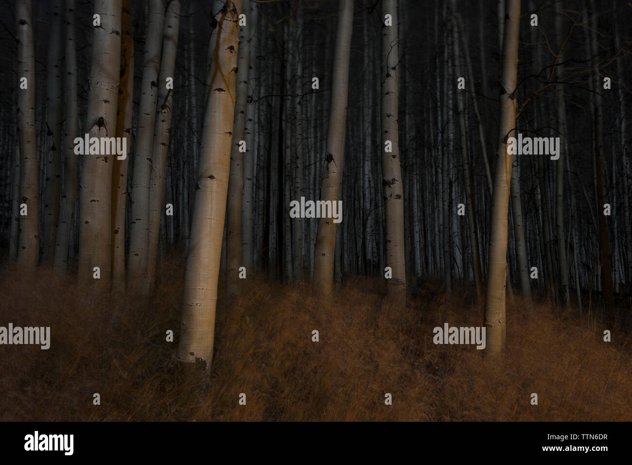 Ruhiger Blick auf Aspen Bäume bei Nacht Stockfoto