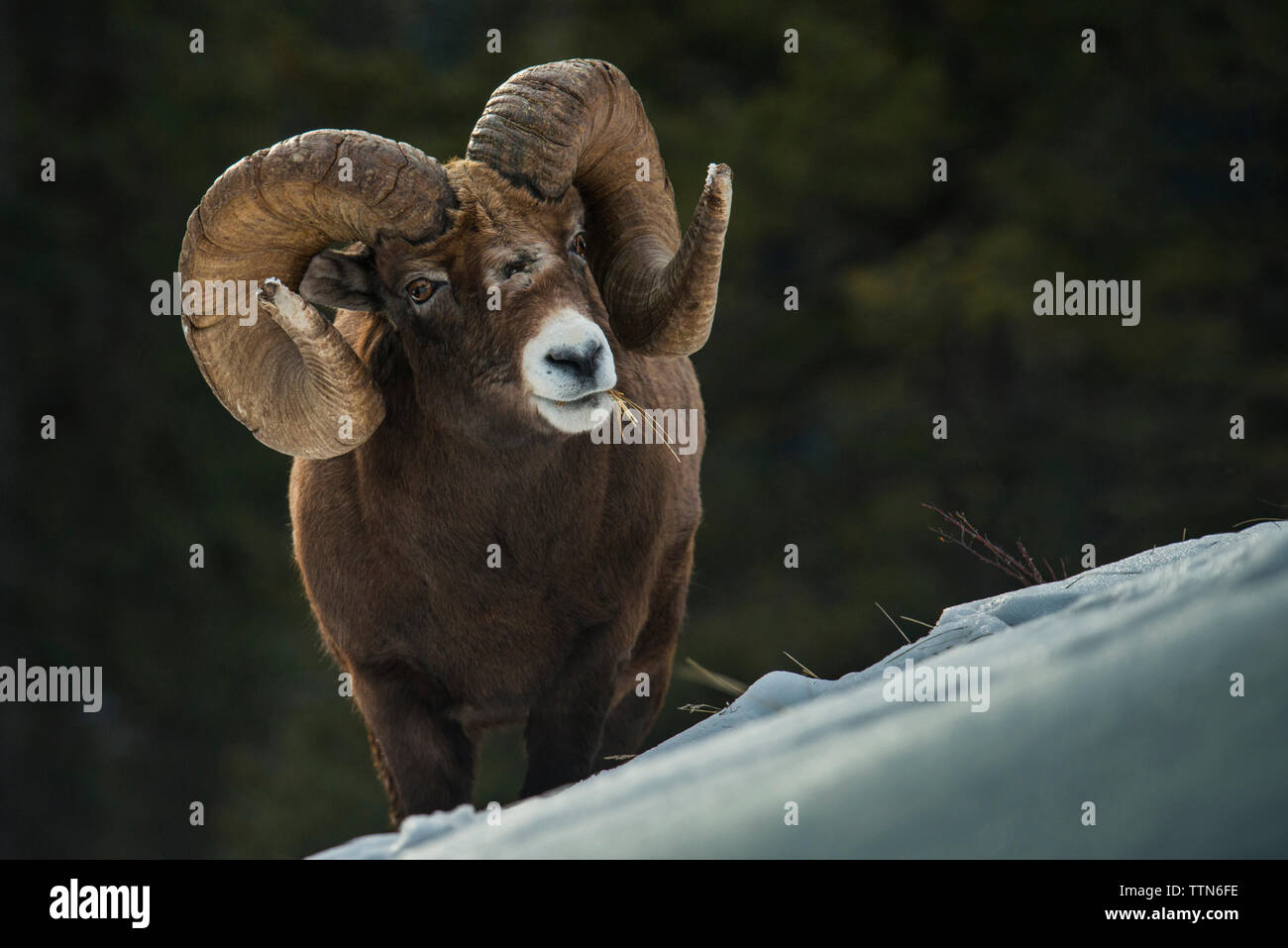 Portrait von Big Horn Schafe auf die Berge steil Stockfoto