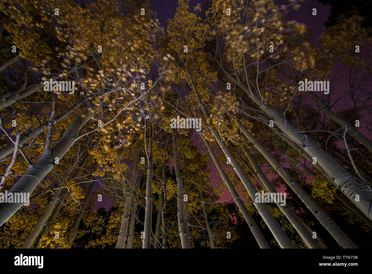 Low Angle View von Aspen Bäume im Wald wachsenden Stockfoto