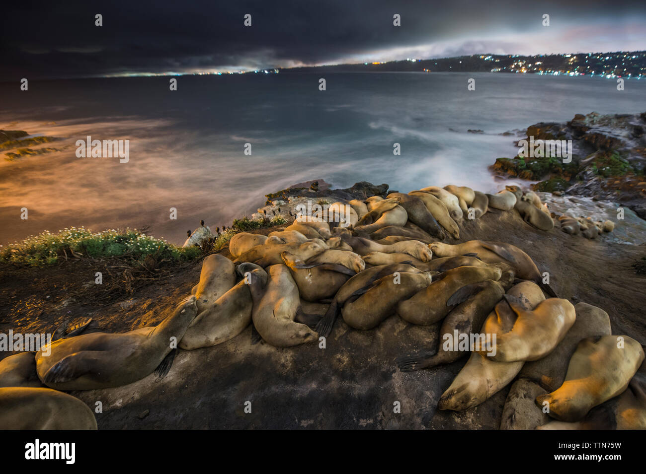 Hohe Betrachtungswinkel von Seelöwen schlafen am Ufer bei Nacht Stockfoto