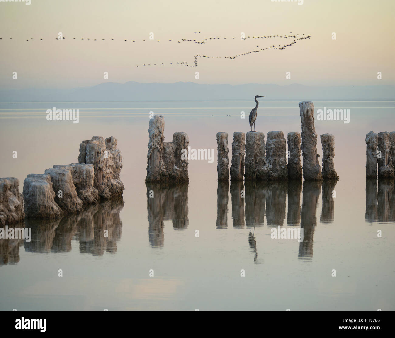 Heron auf Rock am Salton Sea gegen Schwarm Vögel fliegen Stockfoto