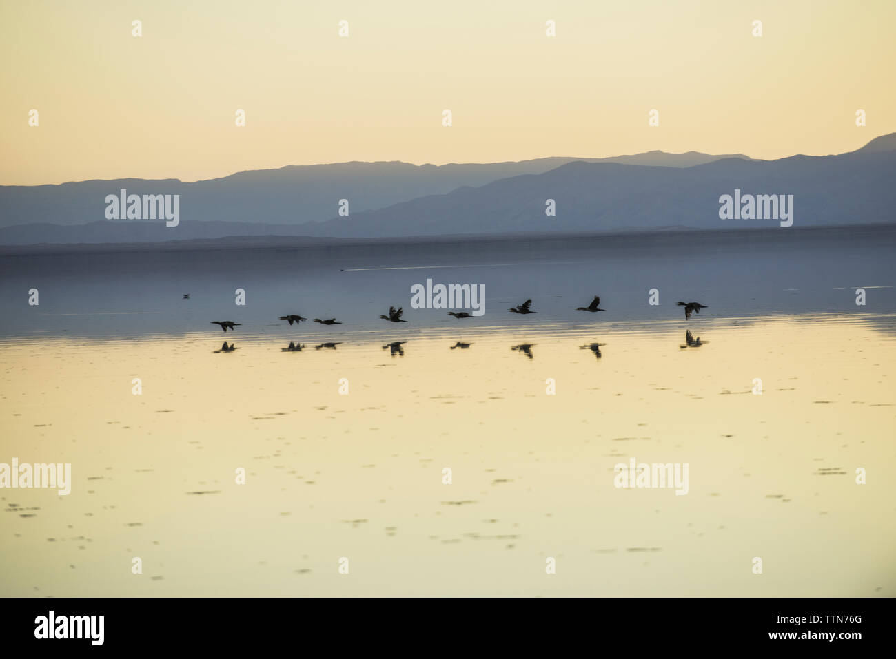 Vögel über Salton See fliegen gegen Berge und klaren Himmel bei Sonnenuntergang Stockfoto